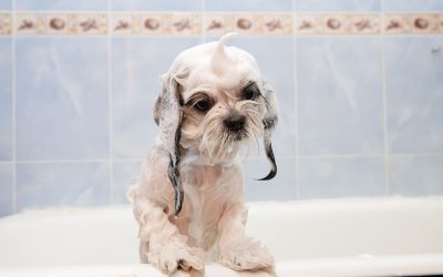 Top-rated Dog Groomers in Melbourne, VIC: Where Quality Meets Care